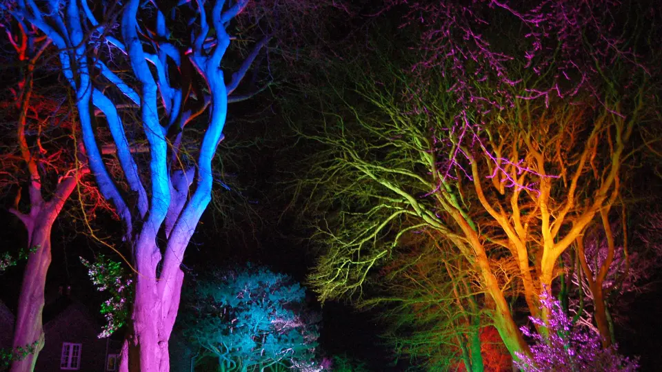 Outdoor LED lights on trees for stunning effect